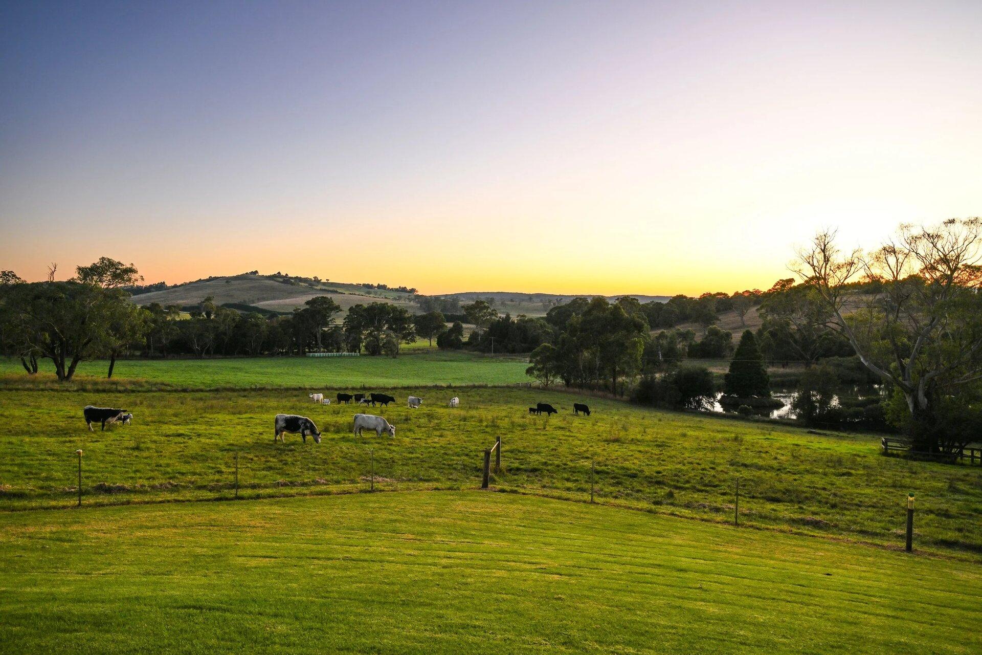 Speckle Park cattle grazing on green pasture at sunset