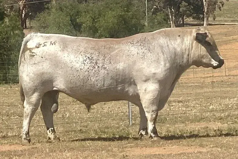 MINNAMURRA MONTEZUMA M25