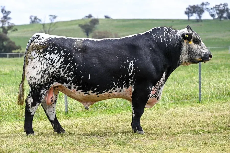 Speckle Park cattle